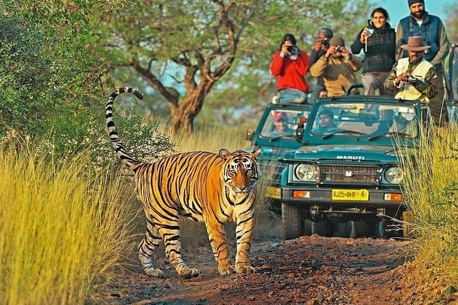 Ranthambore